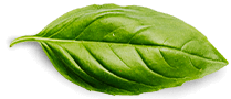 basil leaf